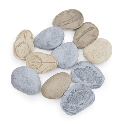 Magnetic Matching Fossil Stones: Aquatic Life - Set of 8