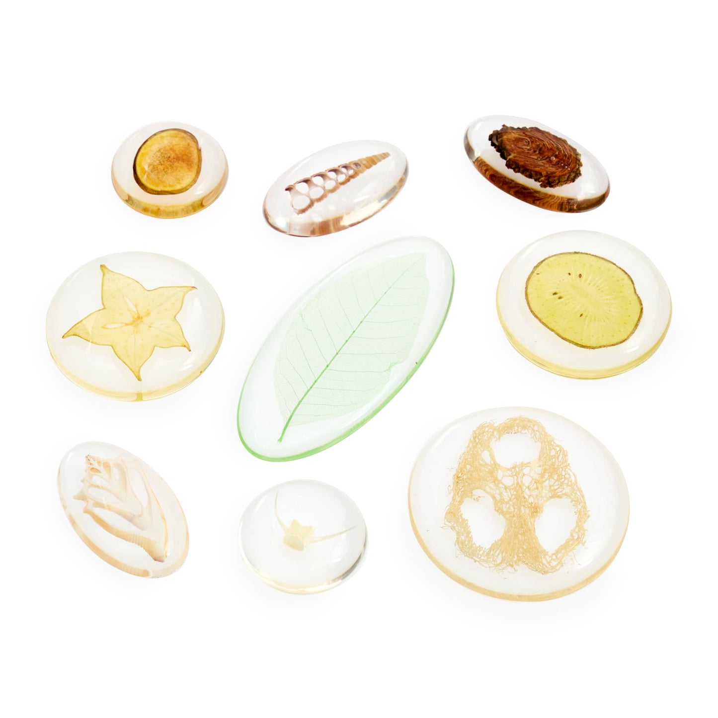Acrylic Nature's Cross Sections