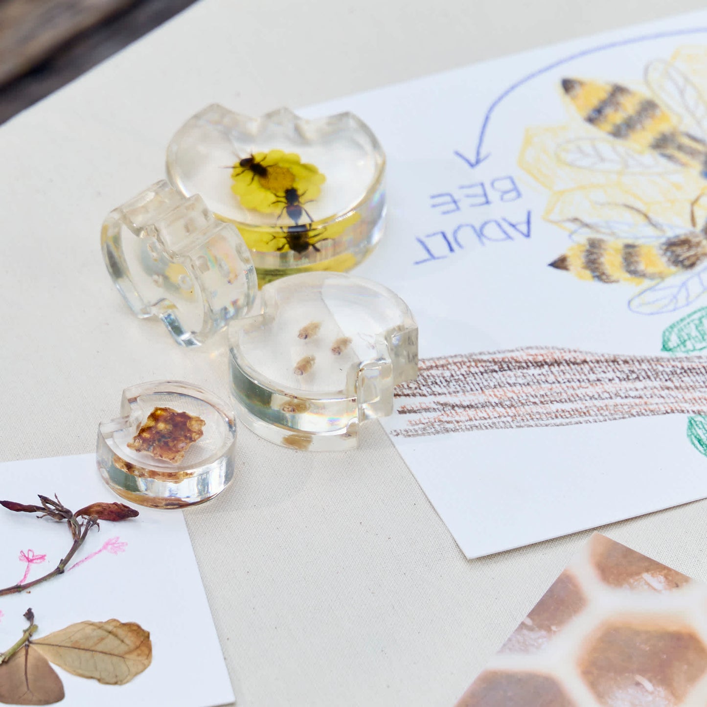 Specimen Life Cycle Puzzles